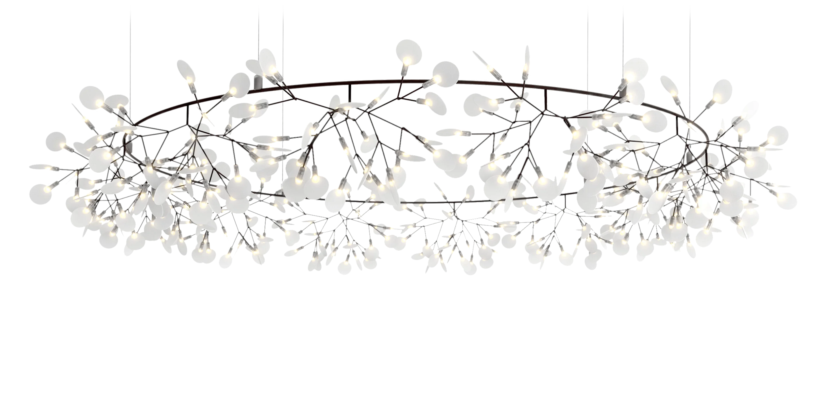 Front view Heracleum Big O Nickel